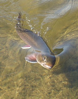 - og s er der fisk p linen -